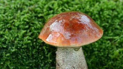 На какой день после дождя появляются грибы осенью. Грибы после дождя 04