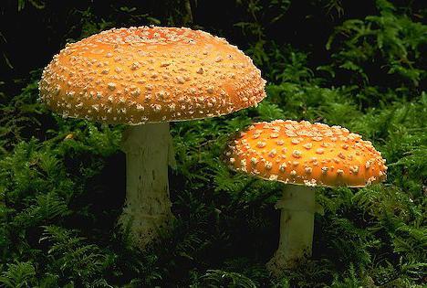На сколько вырастает гриб за ночь. Через сколько дней после дождя вырастают грибы