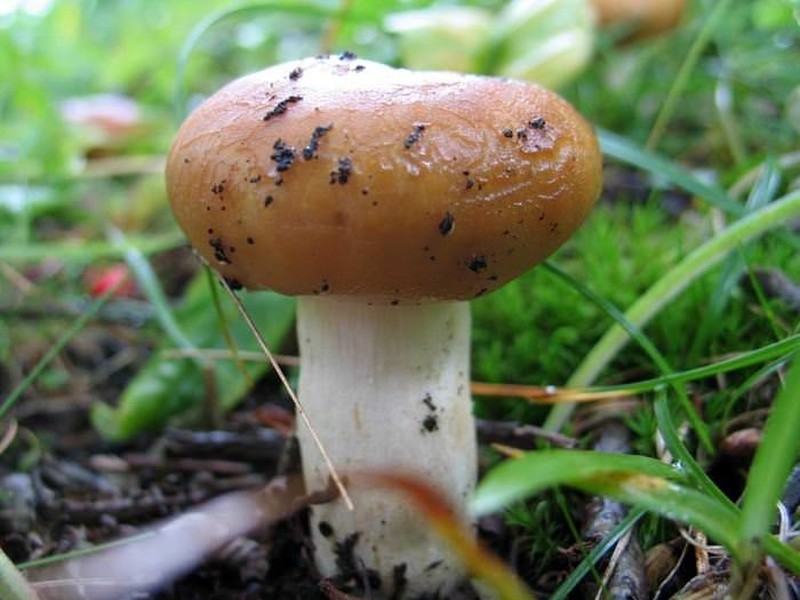 Валуй (гриб): описание и способы приготовления