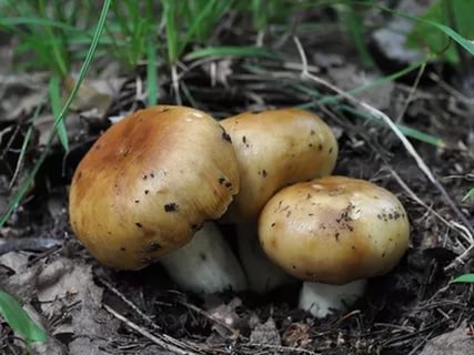 ✅ гриб бычок фото. гриб валуй съедобный и ложный - живой-сад.рф
