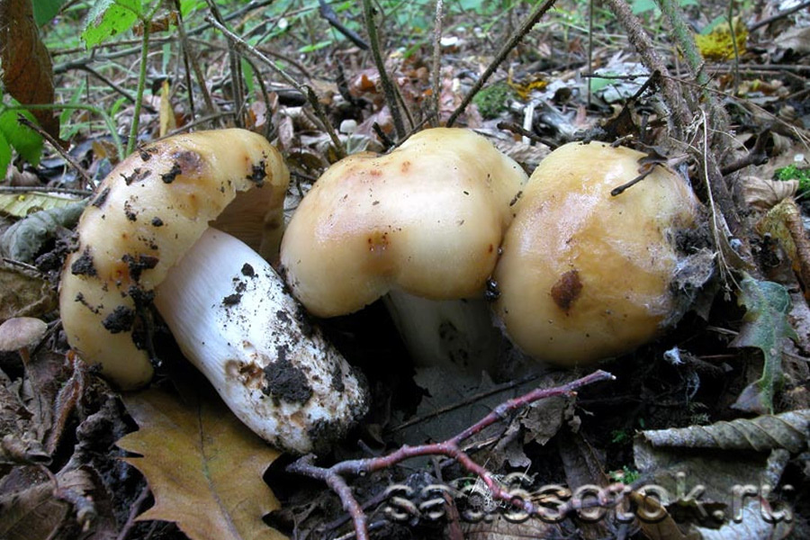 Как выглядят грибы валуи: описание с фото, отличие от других сыроежек, можно ли жарить