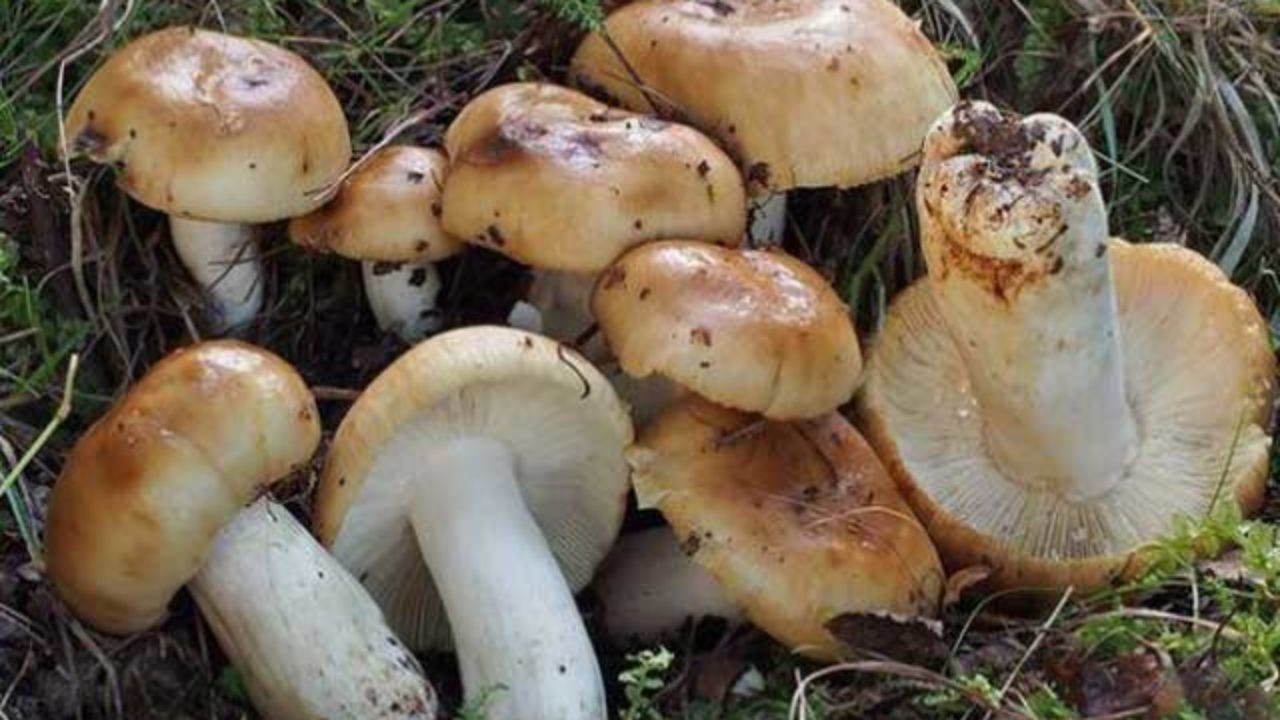 Всё о грибе валуе и особенностях его применения в кулинарии и медицине