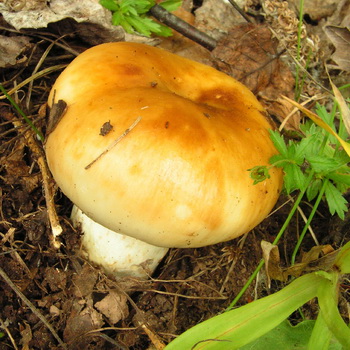 Валуй гриб: фото, описание, приготовление
