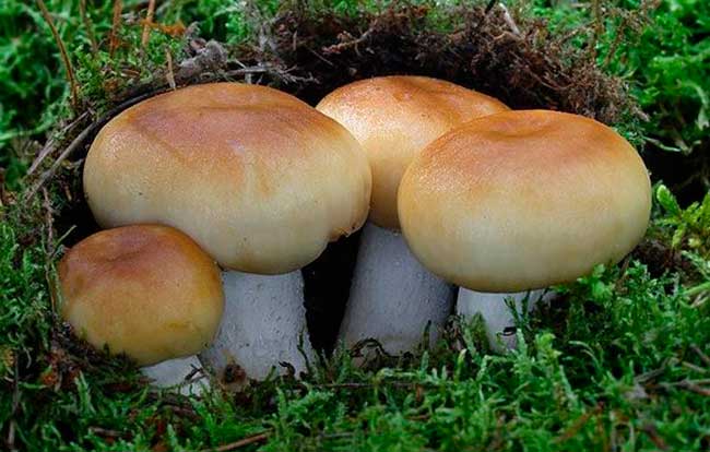 Валуй (гриб): описание и способы приготовления :: syl.ru