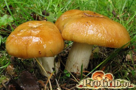 ✅ гриб валун. гриб валун фото и описание - живой-сад.рф