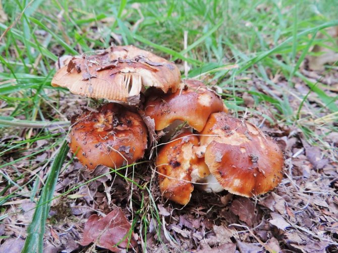 ✅ гриб валуй: как выглядит и где растёт, можно ли есть, применение в кулинарии и медицине, фото и описание - tehnoyug.com