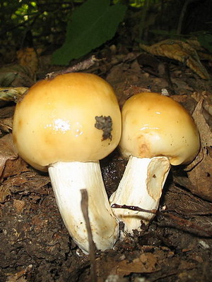 Как быстро растут валуи. гриб валуй — нераспробованный деликатес семейства сыроежковых