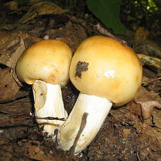 Лечебные свойства и применение гриба веселки обыкновенной