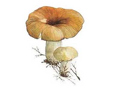 Валуй (гриб): описание и способы приготовления