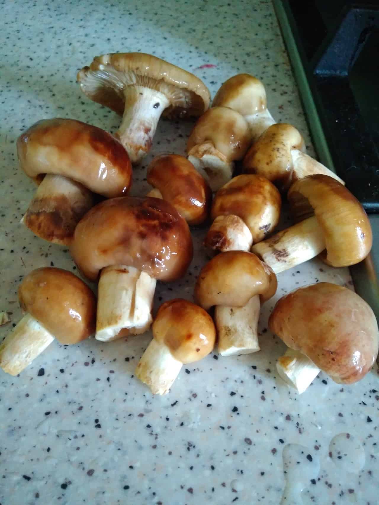 Как готовить гриб валуй