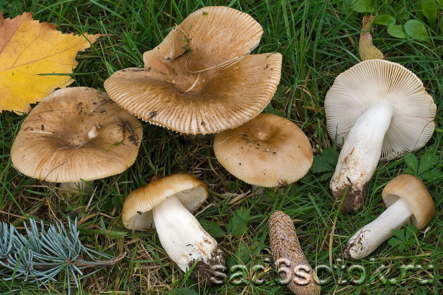 Съедобные грибы валуи: описание, места произрастания и применение в кулинарии