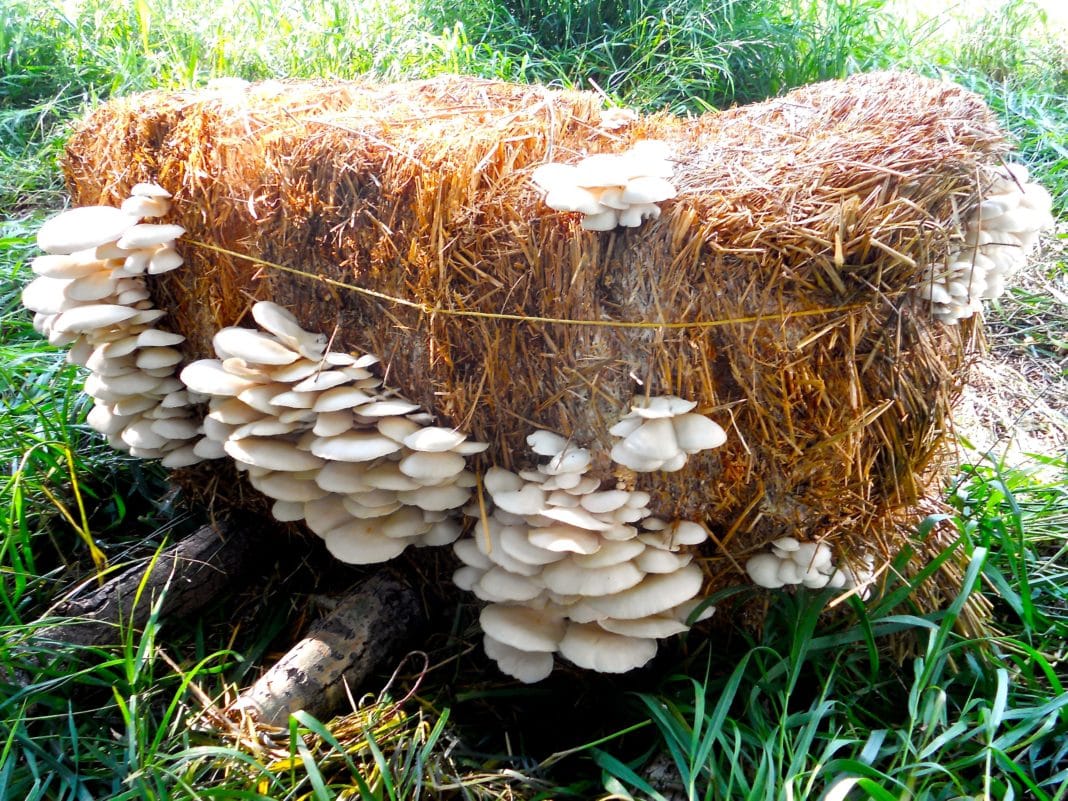 Выращивание грибов на даче