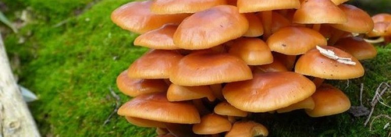 Как посадить и вырастить грибы на садовом участке или в огороде