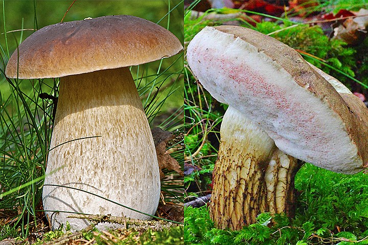 Белые грибы: первичная чистка в лесу, правильная обработка перед приготовлением