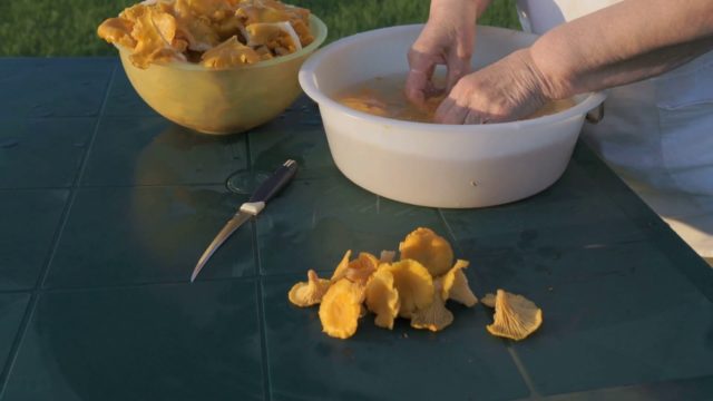 Как чистить и обрабатывать белые грибы