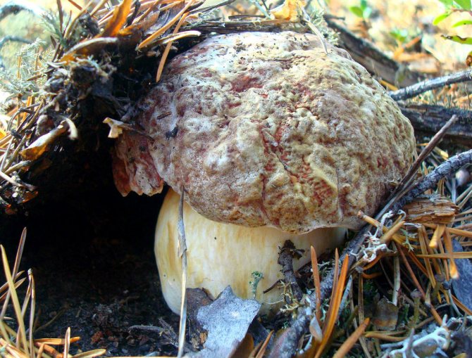 Как чистить и обрабатывать белые грибы