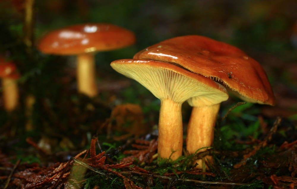 Где и когда собирать грибы маслята. Грибной календарь: расписание сбора и роста грибов по месяцам