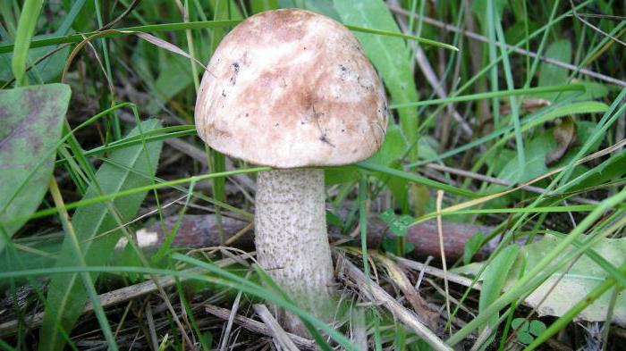 Где и когда собирать грибы маслята. Грибной календарь: расписание сбора и роста грибов по месяцам