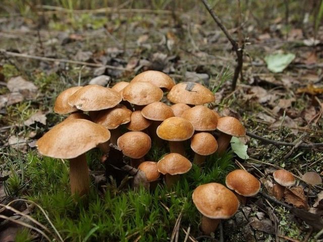 грибы маслята
