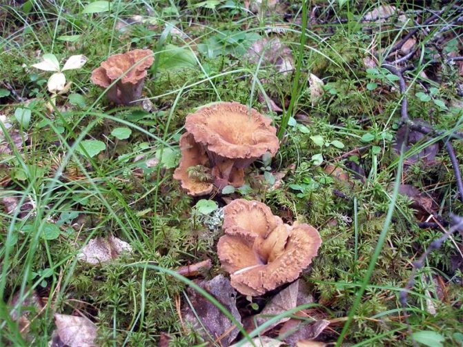 Оранжевые грибы: съедобные подосиновики, рыжики, медвежьи ушки, энтолома садовая и ее двойники, ядовитые виды, описание