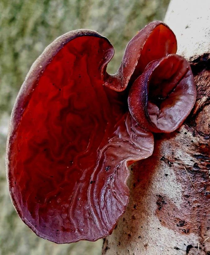 Оранжевые грибы: съедобные подосиновики, рыжики, медвежьи ушки, энтолома садовая и ее двойники, ядовитые виды, описание