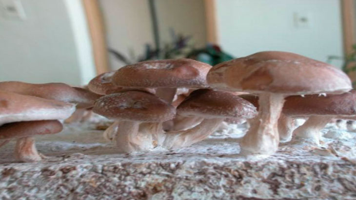 Можно ли вырастить грибы дома