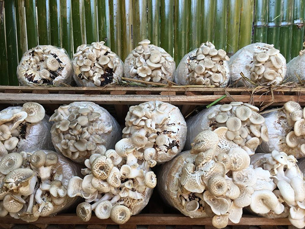 Выращивание грибов в домашних условиях для новичков.
