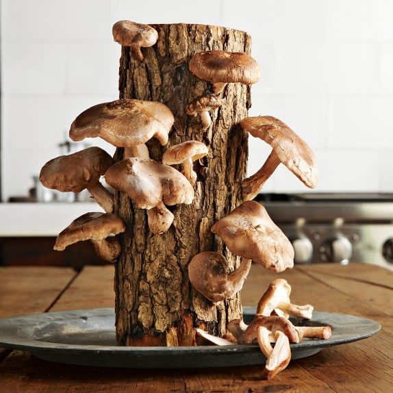 Выращивание грибов в домашних условиях для новичков.