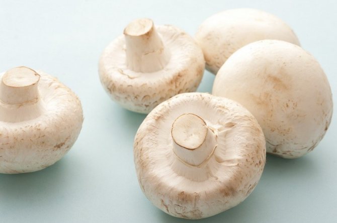 Можно ли есть шампиньоны сырыми: что будет, чем полезны, как кушать, рецепты и правила употребления свежих грибов