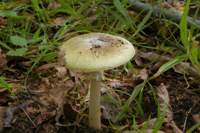 Мухомор яйцевидный (Amanita ovoidea): фото, описание и как готовить гриб