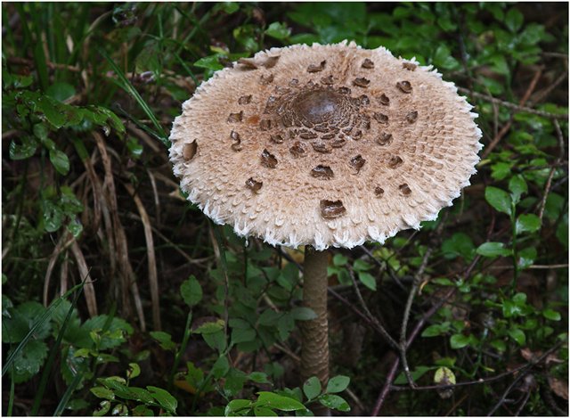 Мухомор яйцевидный (Amanita ovoidea): фото, описание и как готовить гриб