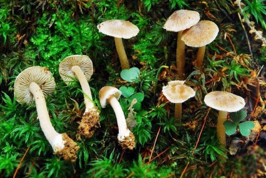 Самые ядовитые грибы: фото, название и описание видов