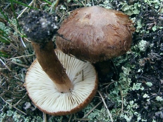 Самые ядовитые грибы: фото, название и описание видов
