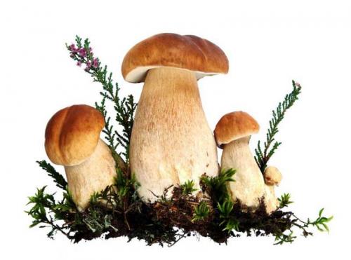 Белый гриб калорийность. Полезные свойства белых грибов для человека