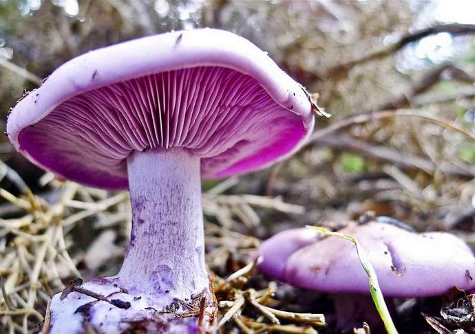 Рядовка фиолетовая относится к категории условно-съедобных грибов
