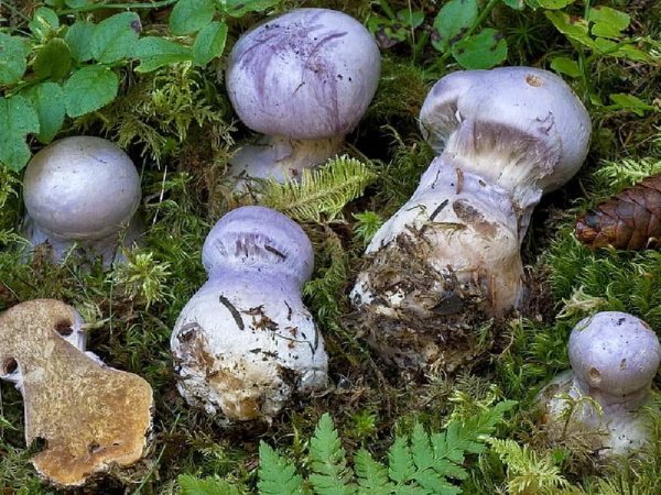 Паутинник фиолетовый гриб. Фото и описание, как готовить