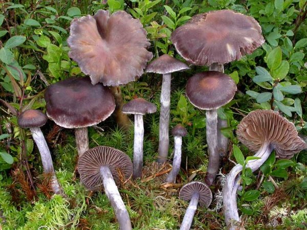 Паутинник фиолетовый гриб. Фото и описание, как готовить