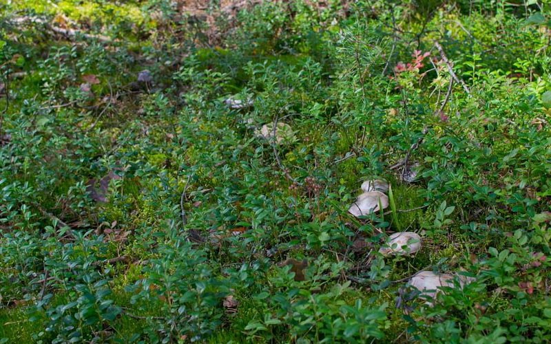 Паутинник козий растет очень обильно в лиственных и хвойных лесах