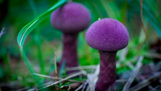 Паутинник фиолетовый: фото и описание, интересные факты