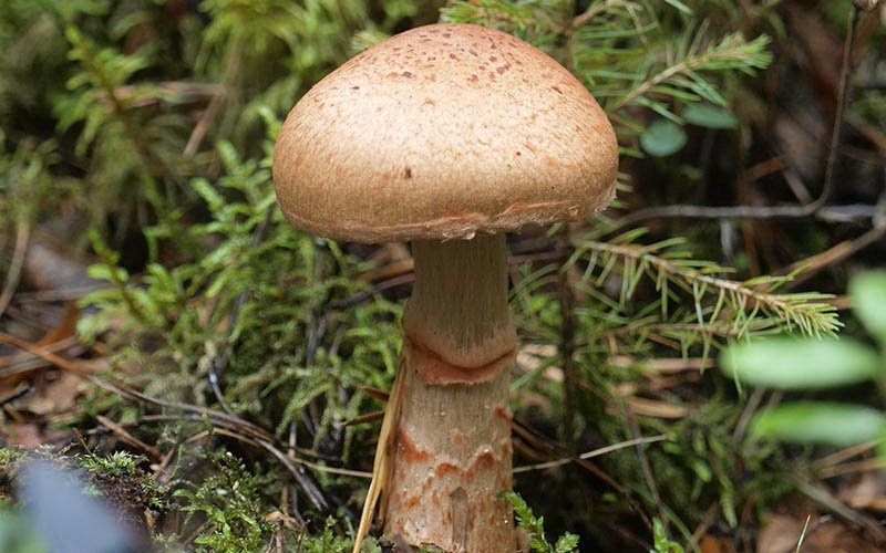 Другие съедобные грибы паутинники: фото и описание фото