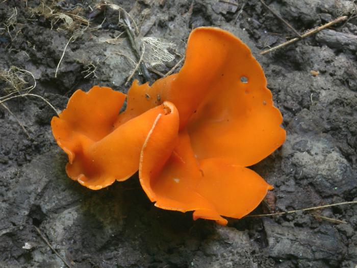 первые весенние грибы съедобные