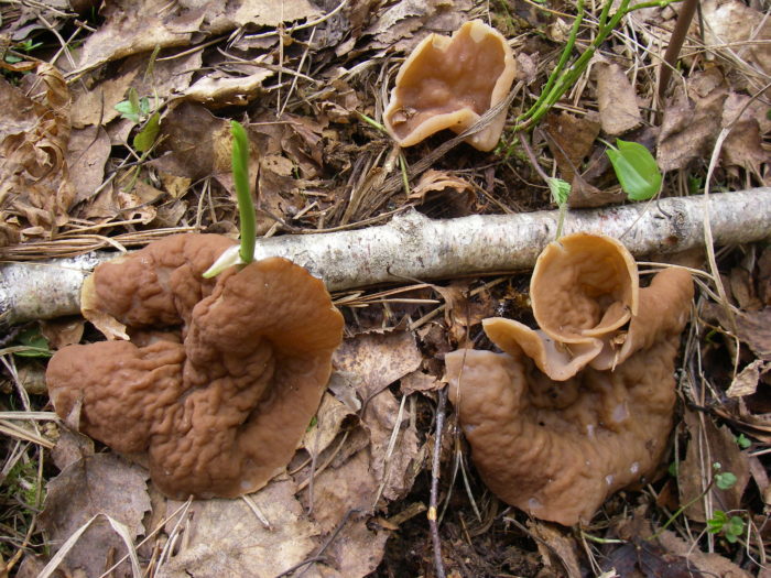 Грибы растущие весной. Весенние съедобные грибы фото. Какие грибы собирают весной. Рецепты из первых грибов. Какие съедобные грибы появляются первыми, описание, рецепты приготовления. Какие съедобные
