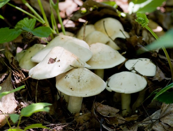 Грибы растущие весной. Весенние съедобные грибы фото. Какие грибы собирают весной. Рецепты из первых грибов. Какие съедобные грибы появляются первыми, описание, рецепты приготовления. Какие съедобные