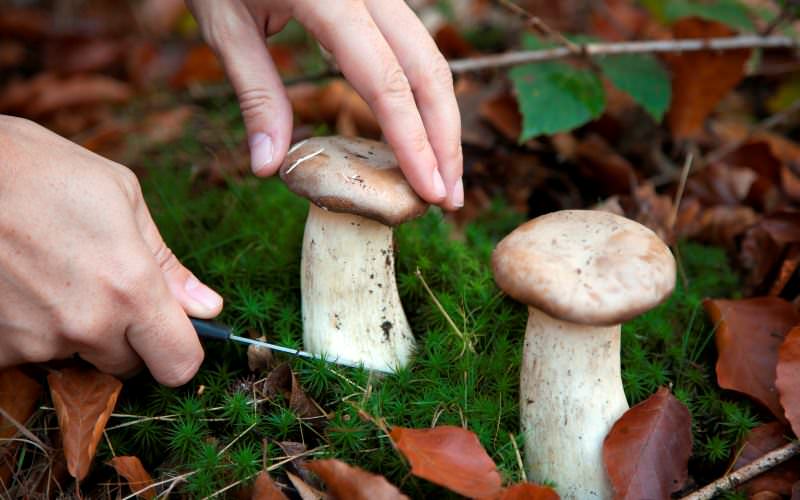 Собирая весенние грибы, стоит помнить одно важное правило – брать старые прошлогодние экземпляры не следует