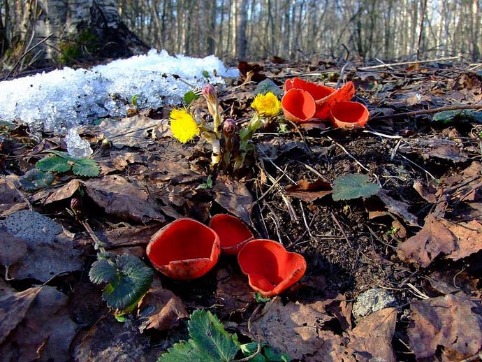 На лесных просторах нашей страны часто встречаются достаточно необычные по внешнему виду грибы под названием Саркосцифа