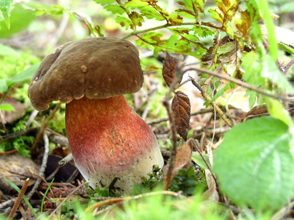 Гриб дубовик обыкновенный (поддубовик): описание, фото, места произрастания гриба, виды