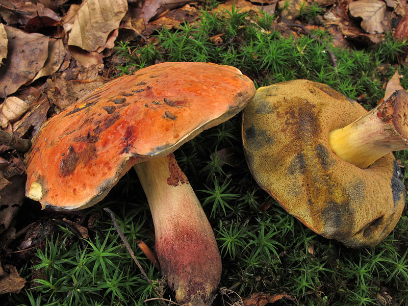 Гриб дубовик обыкновенный (поддубовик): описание, фото, места произрастания гриба, виды