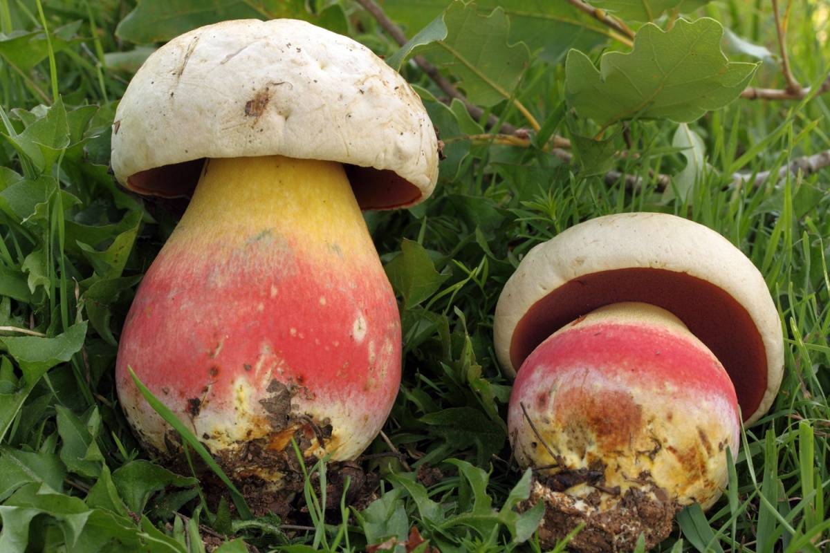Сатанинский гриб - ядовитые грибы. описание и фото сатанинского гриба.