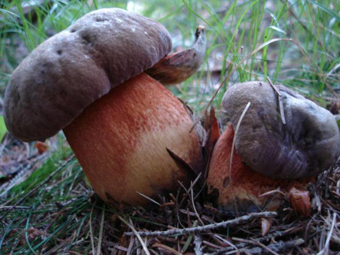 грибы поддубовики съедобные