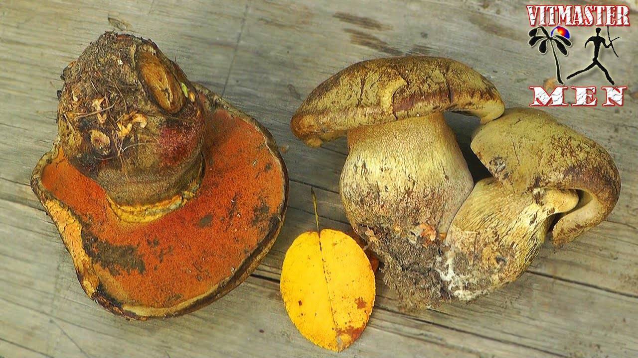 Сатанинский гриб - статный красавец с жутким именем - грибы собираем